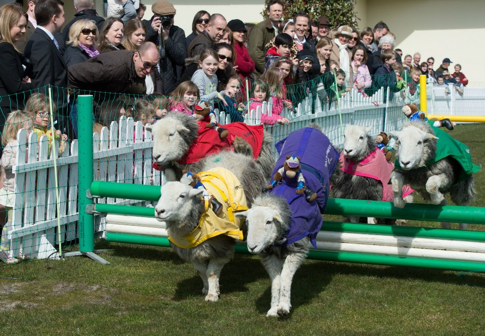 lamb jumping at Galloway Country Show
